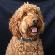 Inspiratiesets Dierendag!