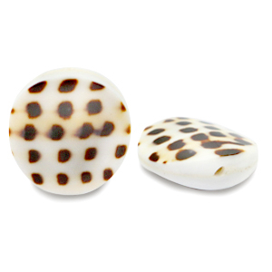 Schelp kralen 20mm White brown